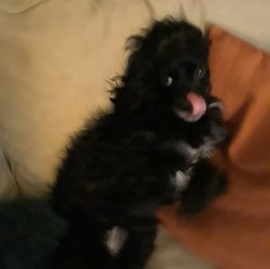 Meet your Posher, Molly